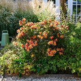 Summer Paradise® Indian Summer Peruvian Lily - Nature Hills Nursery - #1 Container - 