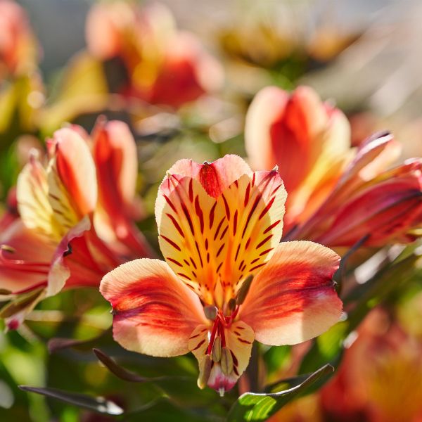 Summer Paradise® Indian Summer Peruvian Lily - Nature Hills Nursery - #1 Container - 