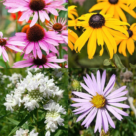 Summer Pollinator Pocket Garden - Nature Hills Nursery - 12 Count Pack - 