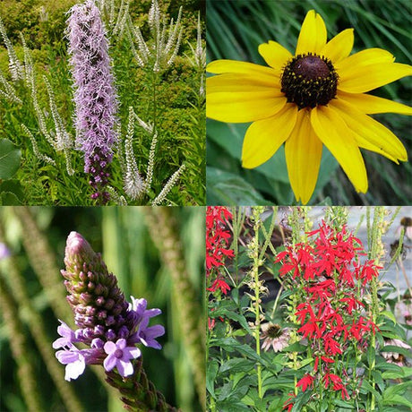 Summer Rain Garden Pocket Garden - Nature Hills Nursery - 12 Count Pack - 