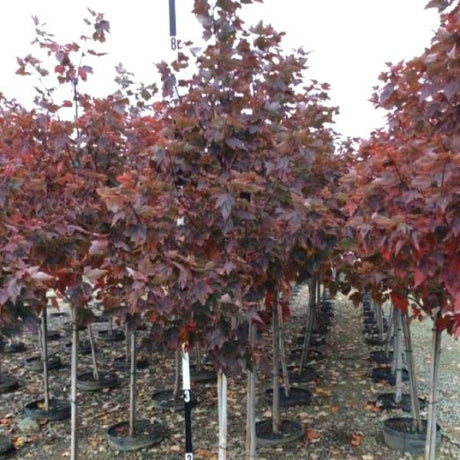 Summer Sensation&reg; Red Maple Tree - Nature Hills Nursery - #15 Container 8 - 9 Feet - 