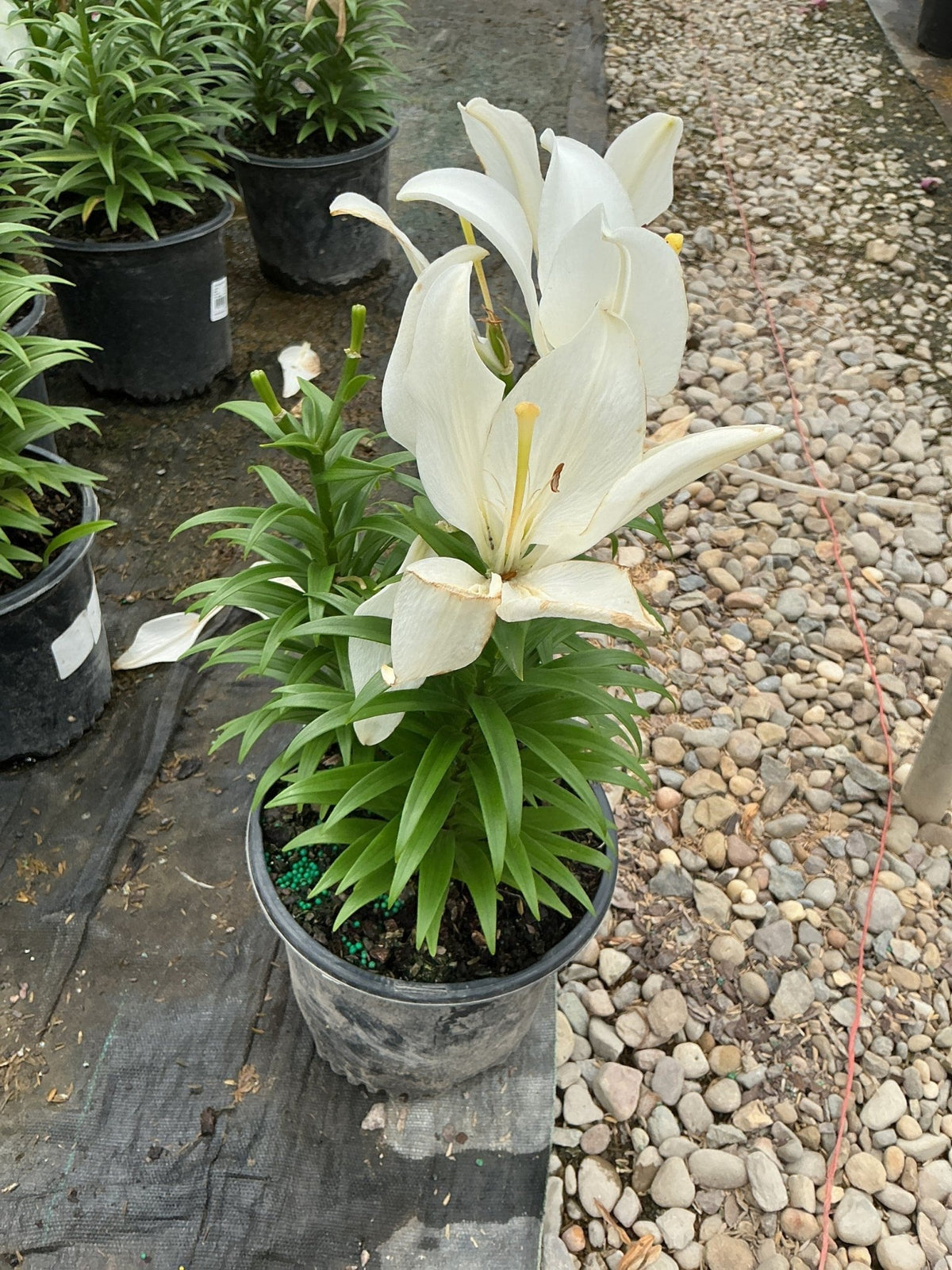 Summer Snow Asiatic Lily (Lilium asiaticum 'Summer Snow') plant, crop photo - Jun 26, 2026