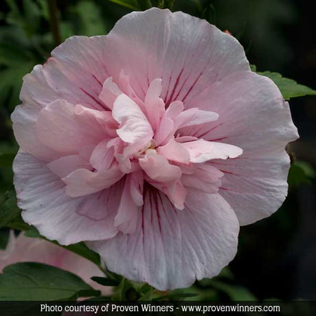 Summer Soirée Rose of Sharon Shrub - Nature Hills Nursery - #3 Container Shrub Form - 