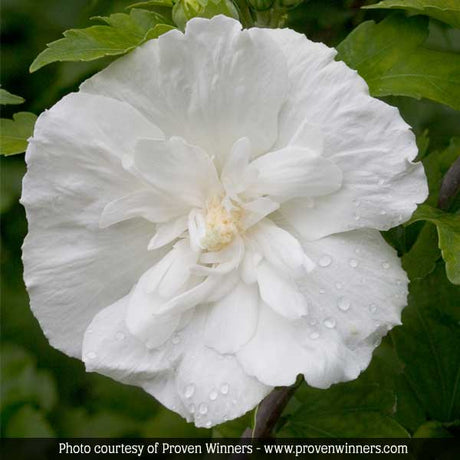 Summer Soirée Rose of Sharon Shrub - Nature Hills Nursery - #3 Container Shrub Form - 