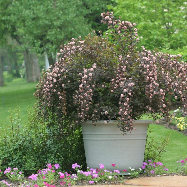 Summer Wine&reg; Ninebark