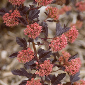 Summer Wine&reg; Ninebark