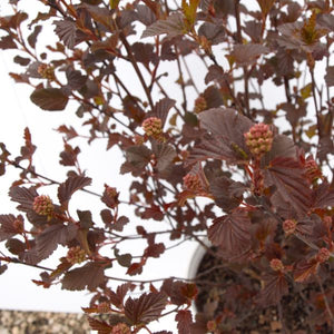 Summer Wine&reg; Ninebark