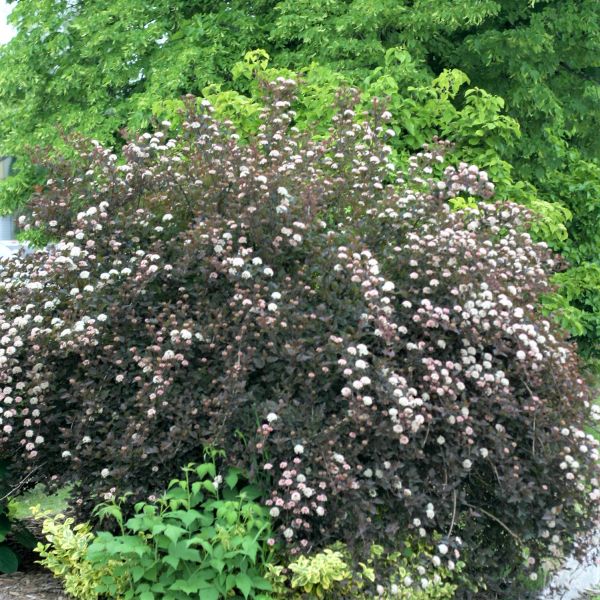physocarpus summer wine plant Summer Wine Ninebark