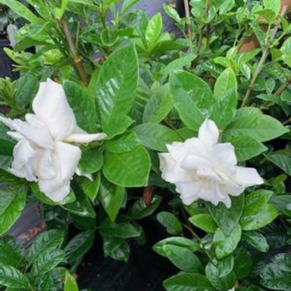 Summer Snow Gardenia
