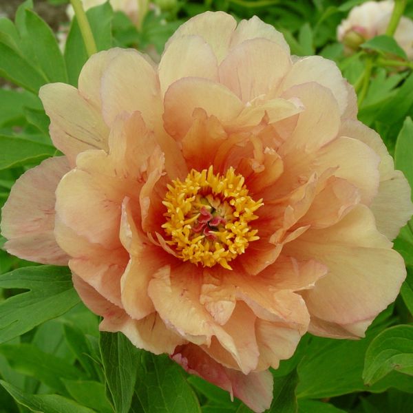 Garden Candy™ Summer Sunset Itoh Peony Old Bloom