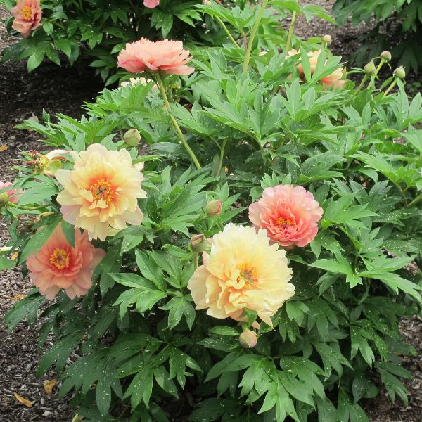 Garden Candy™ Summer Sunset Itoh Peony Full Plant