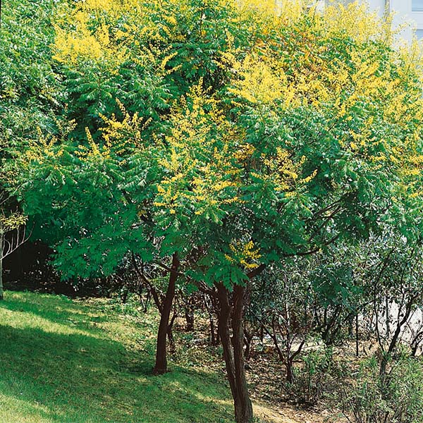 Summerburst? Golden Rain Tree