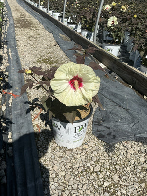 Summerific Coconut Cream rose mallow foliage and flowers
