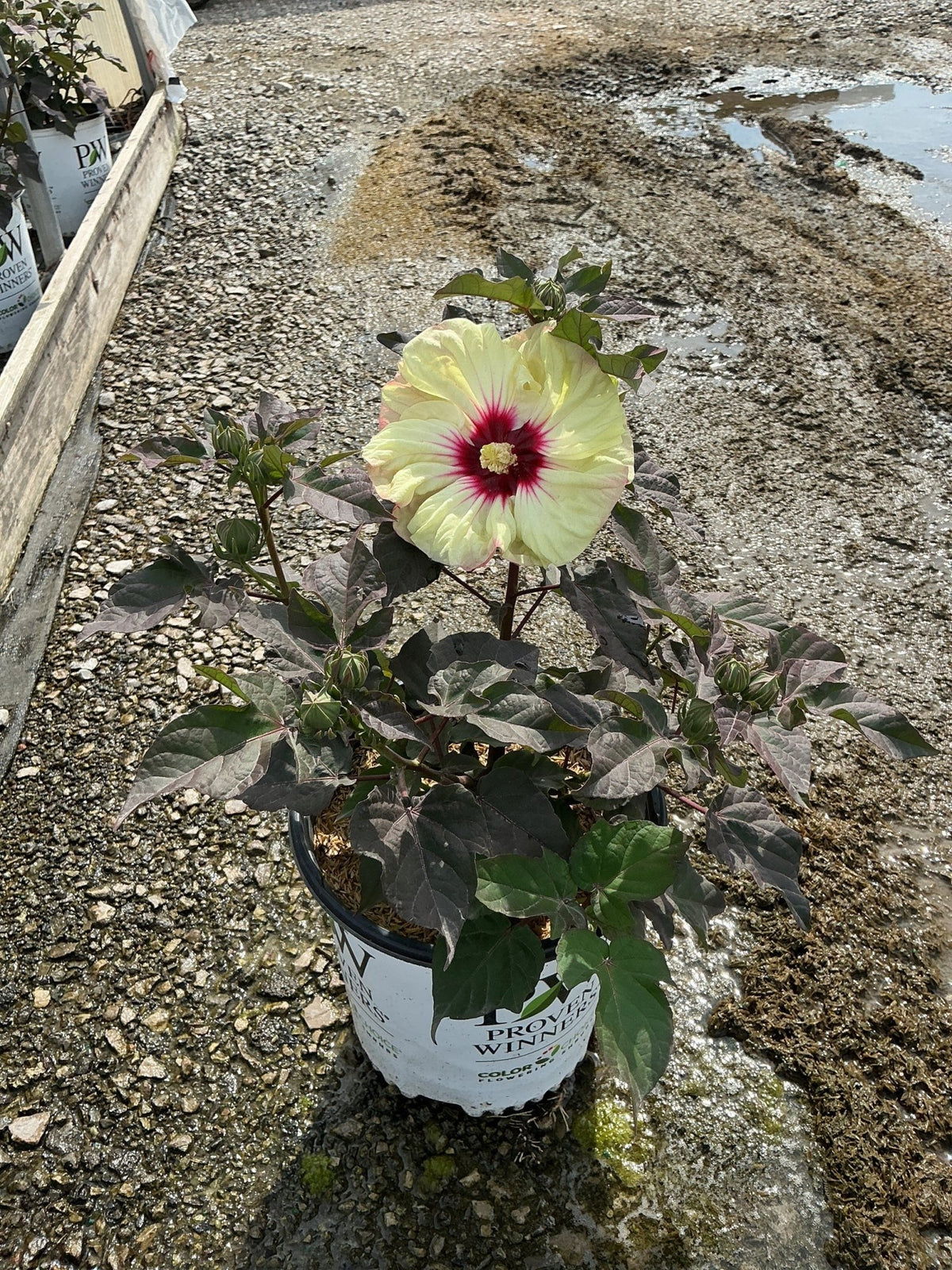 Summerific Coconut Cream rose mallow in bloom
