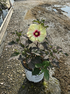 Summerific Coconut Cream rose mallow in bloom