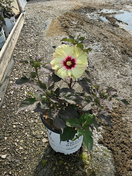 Summerific Coconut Cream rose mallow in bloom