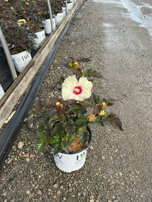 Summerific Coconut Cream hardy hibiscus plant