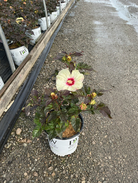 Summerific Coconut Cream hardy hibiscus plant