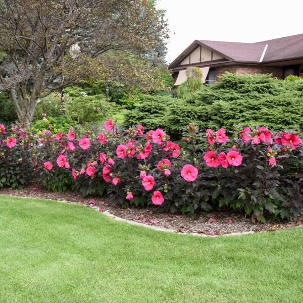 Summerific® Evening Rose Rose of Sharon - Nature Hills Nursery - #2 Container - 