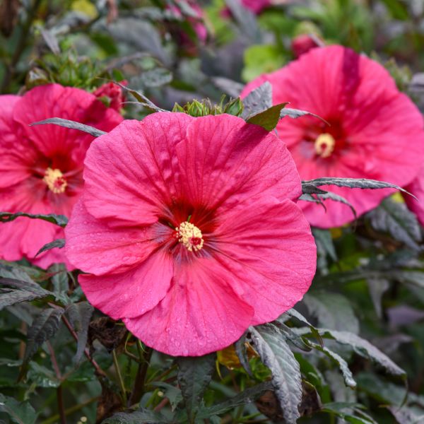 Summerific® Evening Rose Rose of Sharon - Nature Hills Nursery - #2 Container - 