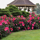 Summerific® Evening Rose Rose of Sharon - Nature Hills Nursery - #2 Container - 