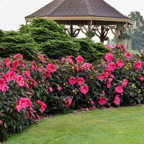 Summerific® Evening Rose Rose of Sharon