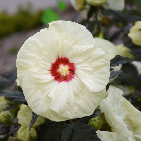Perennial foliage of Summerific® French Vanilla Rose of Sharon (Hibiscus x 'Vanilla Rose' PP33,181) in a garden setting.
