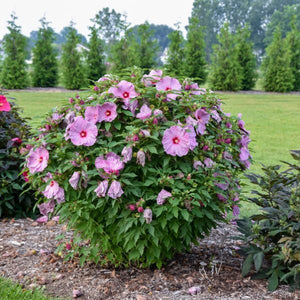 Close-up of purple hibiscus flowers on Summerific® Lilac Crush Rose of Sharon blooming in early summer to late summer.