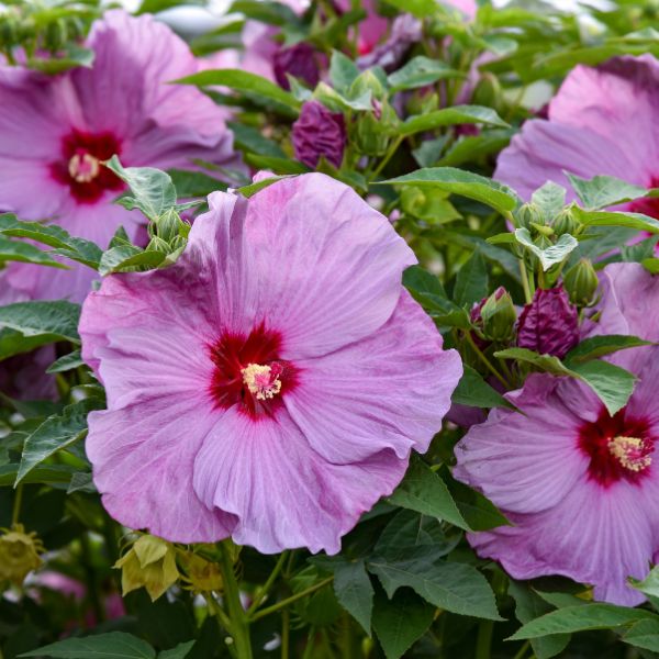Summerific® Lilac Crush Rose of Sharon (Hibiscus x 'Lilac Crush' PP35,181), a shrub featuring purple flowers and perennial.