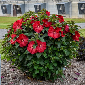 Summerific valentine's Crush Hardy Hibiscus Multiple Blooms