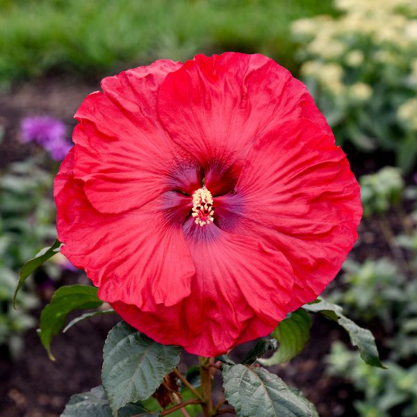 Summerific Valentine's Crush Hardy Hibisuc Close Up Flower