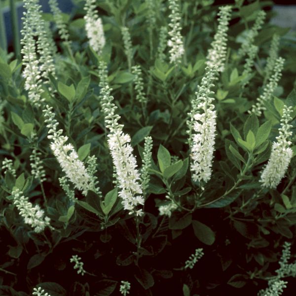 Yellow fall foliage on Sixteen Candles Summersweet (Clethra alnifolia 'Sixteen Candles').