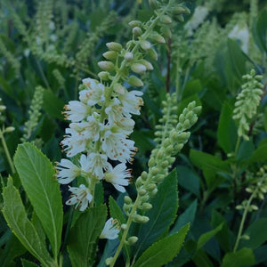 Close-up of white clethra flowers on Sixteen Candles Summersweet blooming in late summer.