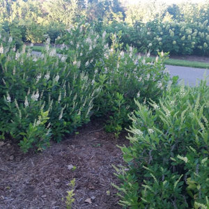 Sixteen Candles Summersweet (Clethra alnifolia 'Sixteen Candles') foliage and growth habit in the landscape.