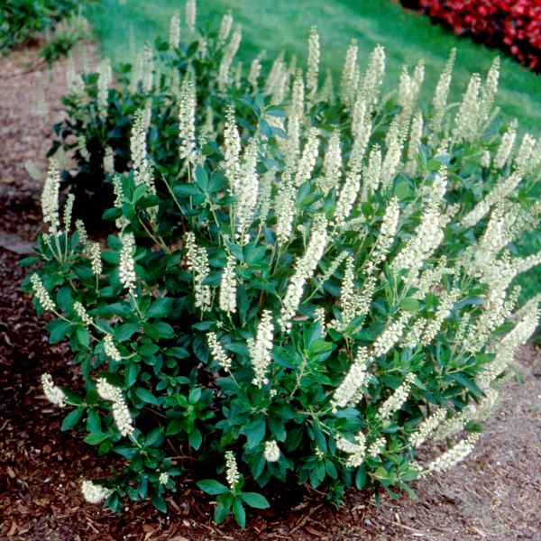 Sixteen Candles Summersweet (Clethra alnifolia 'Sixteen Candles') growing in a garden landscape, showing mature shrub form.
