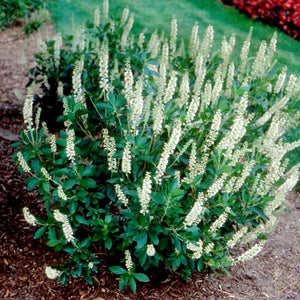 Sixteen Candles Summersweet (Clethra alnifolia 'Sixteen Candles') growing in a garden landscape, showing mature shrub form.