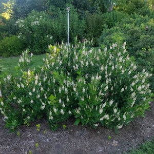Sixteen Candles Summersweet (Clethra alnifolia 'Sixteen Candles'), a shrub featuring white flowers and dense, erect form.