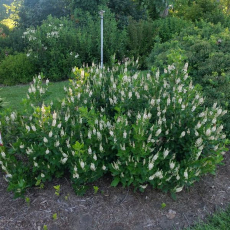 Sixteen Candles Summersweet (Clethra alnifolia 'Sixteen Candles'), a shrub featuring white flowers and dense, erect form.