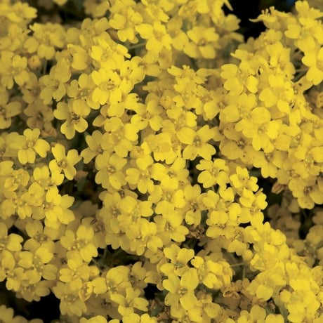 Summit&trade; Golden Yellow Alyssum - Nature Hills Nursery - Quart Container 4 Pack - 