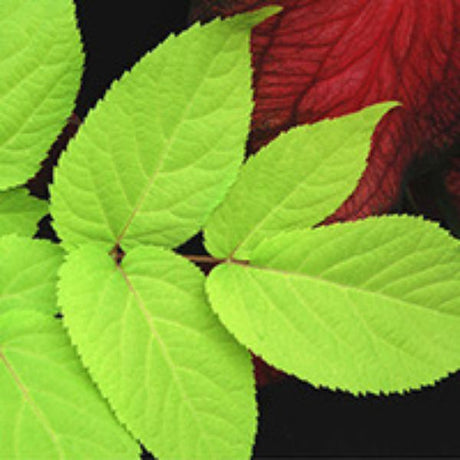Close-up of white aralia flowers on Sun King Aralia blooming in late summer to early fall.