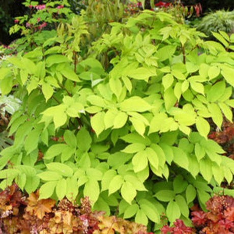 Perennial foliage of Sun King Aralia (Aralia cordata 'Sun King') in a garden setting.