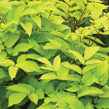 Sun King Aralia (Aralia cordata 'Sun King'), a perennial featuring white flowers and perennial.