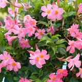 Sun Parasol&reg; Pretty Pretty Pink Mandevilla - Nature Hills Nursery - #1 Container - 