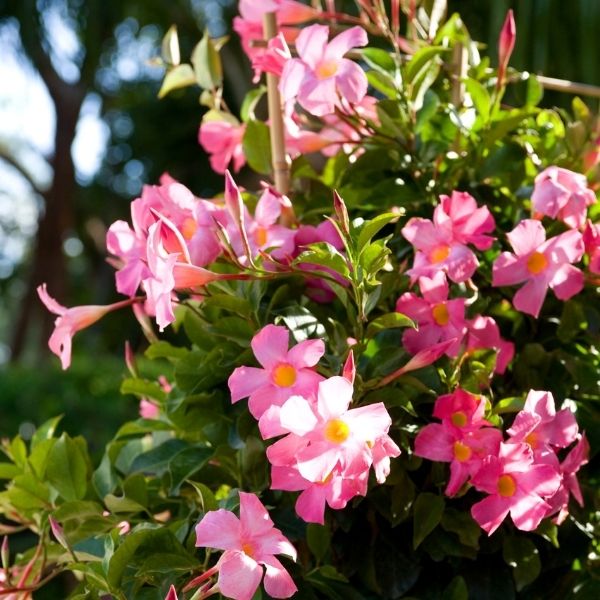 Sun Parasol&reg; Pretty Pretty Pink Mandevilla - Nature Hills Nursery - #1 Container - 