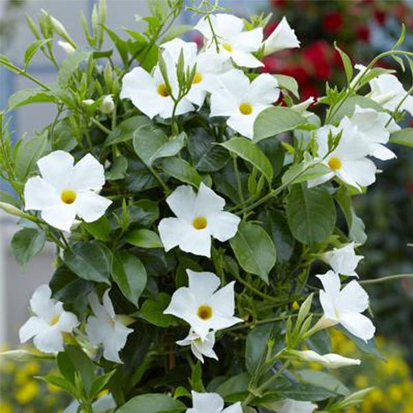 Sun Parasol&reg; White Mandevilla - Nature Hills Nursery - #1 Container - 