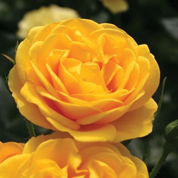 Veranda&reg; Sunbeam&trade; Floribunda Rose