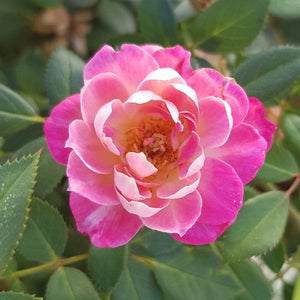 Sunblaze® Pink Miniature Rose - Rose - Nature Hills Nursery - 2 Container - 