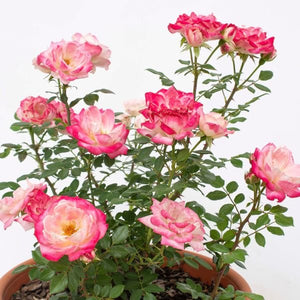 Sunblaze® Pink Miniature Rose - Rose - Nature Hills Nursery - 2 Container - 