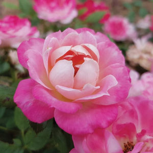 Sunblaze® Pink Miniature Rose - Rose - Nature Hills Nursery - 2 Container - 