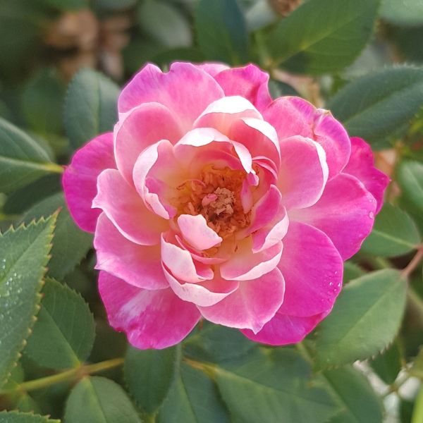 Sunblaze® Pink Miniature Rose - Rose - Nature Hills Nursery - 2 Container - 